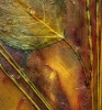 Life Abstract Series 1-2 by Malia Shields